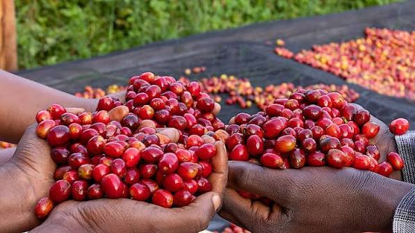 Rwanda Coffee Crops