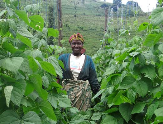 Rwandan Agricultural Landscape