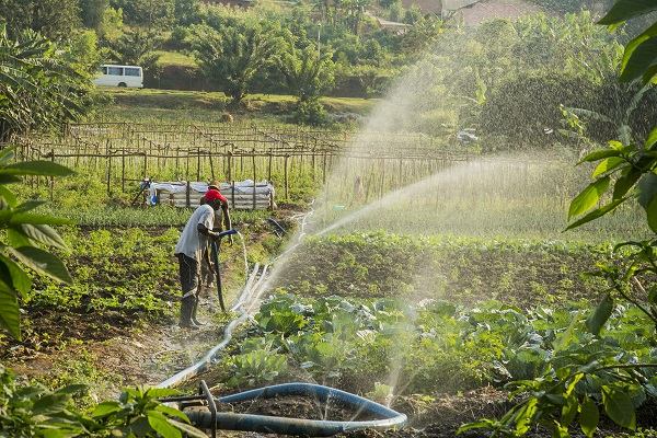 Solar Pump Irrigation System